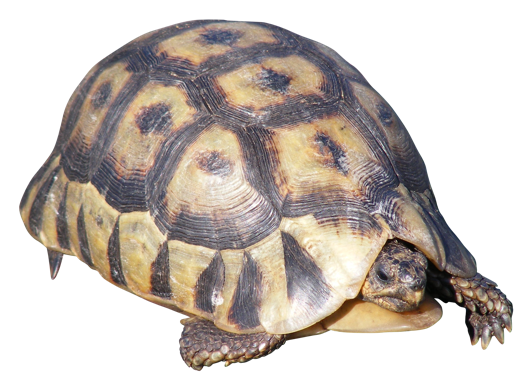 Angulate tortoise are the only tortoises in Africa with a single throat shield (angulata).