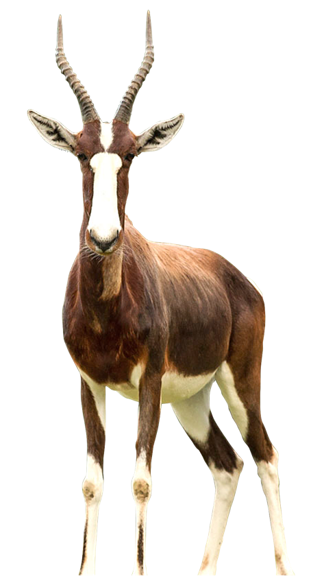 Bontebok were nearly relegated to history in 1837 when there were only 27 Bontebok left on the planet.